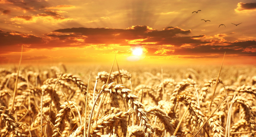 Осознали, почему в деревне больше невыгодно заниматься бизнесом