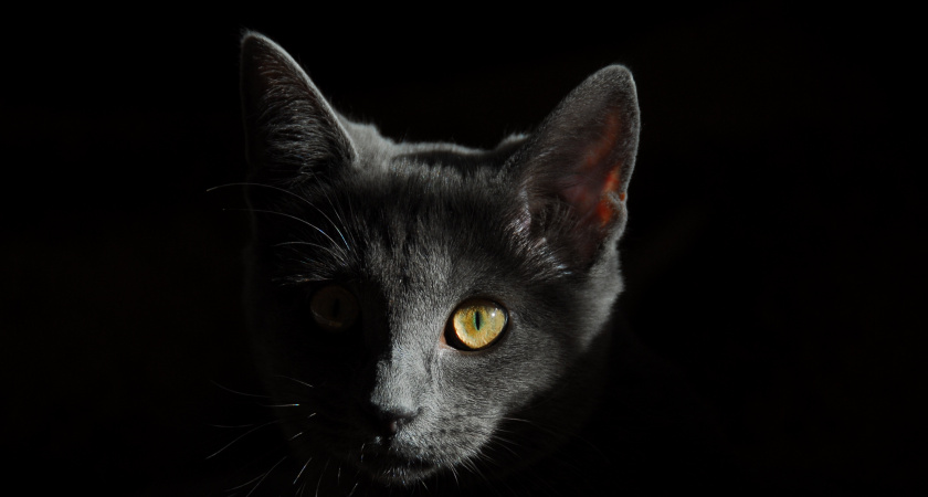 Что заставляет кошек смотреть в окно - и другие приметы