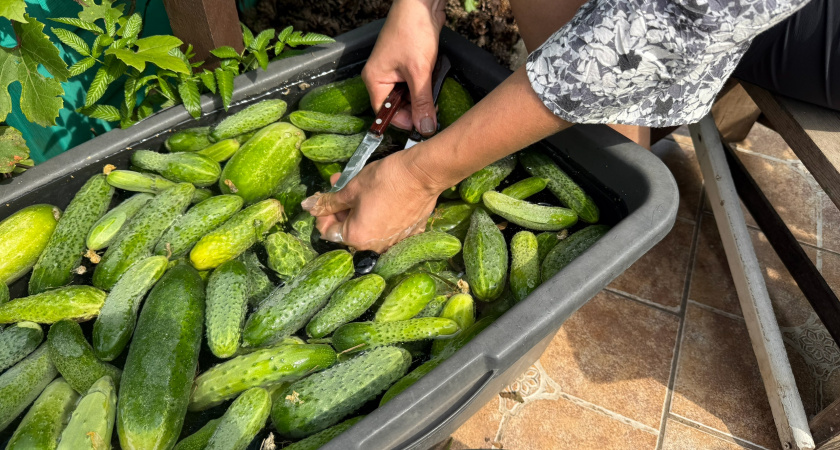 Раскрыл секрет хранения огурцов свежими: по 5-6 месяцев без консервации - очень жалею, что не знал этого способа раньше