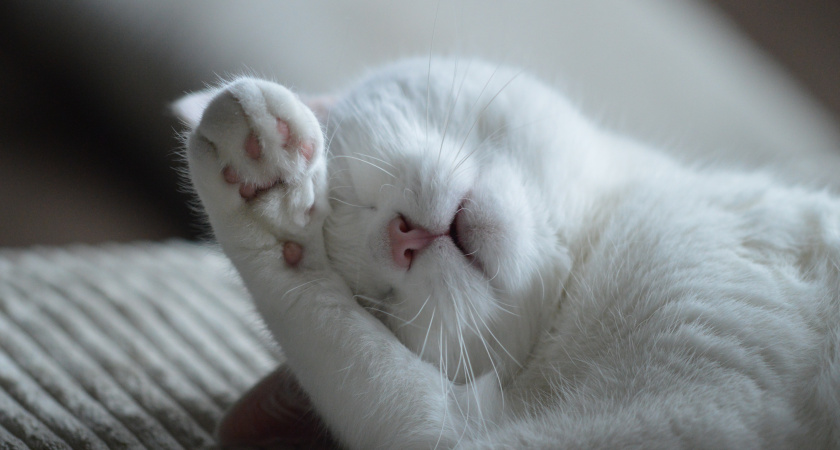 Какие ошибки мы допускаем при кормлении кошки сухим кормом