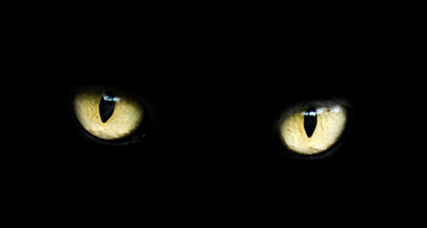 Как ведут себя кошки во время приближения опасности