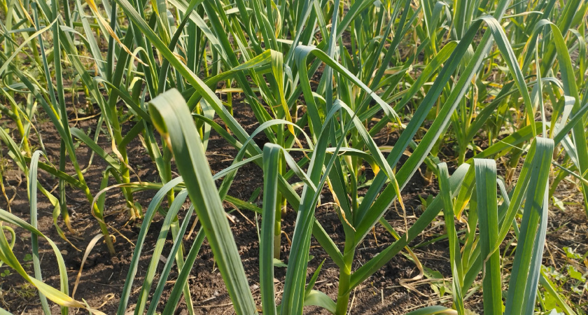 На эти грядки сажать озимый чеснок нельзя: урожая не будет - запомните раз и навсегда