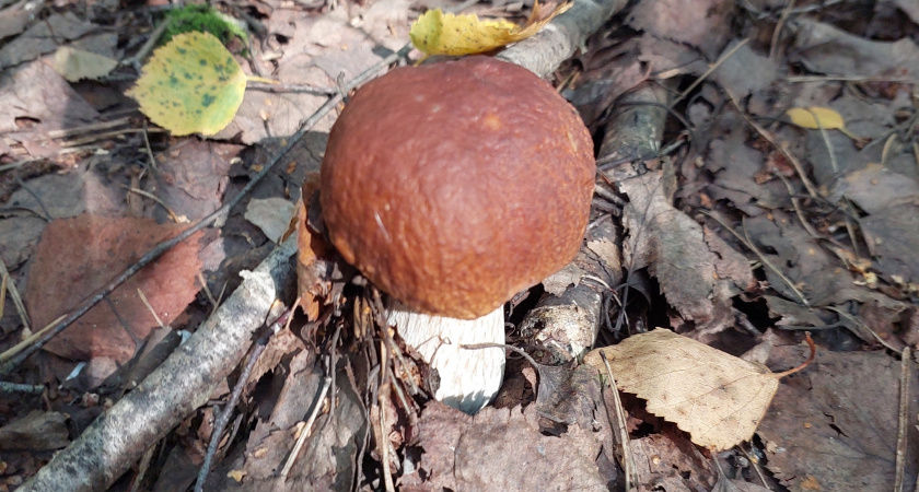 В Бузулукском бору нашли необычный гриб-гигант