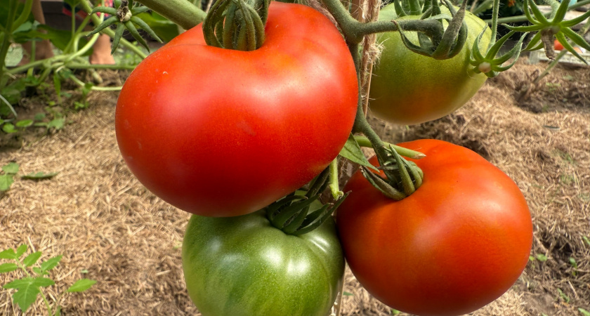 Выбрасываю 11 худших сортов томатов после августовских итогов: одни пустоцветы и гниль - съели весь урожай