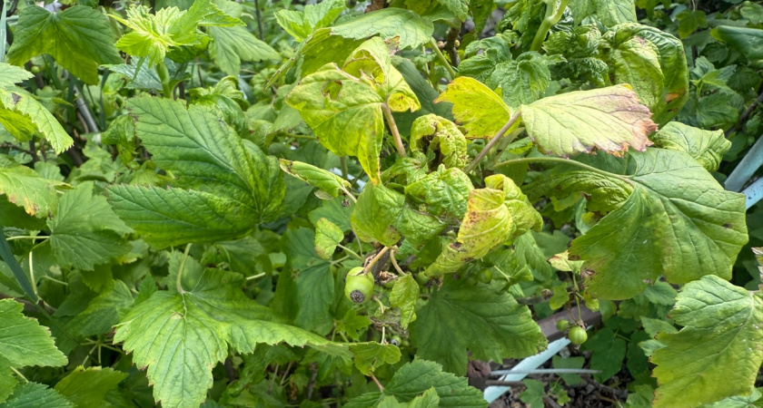 После такого «опудривания» в августе смородина будет с 5 рублёвую монету: сухая смесь, которая прогонит всех вредителей