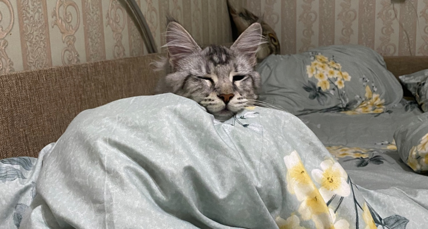 Почему кот просыпается ночью и что с этим делать