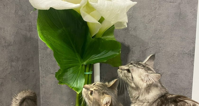 Очень неприятные для кошек запахи