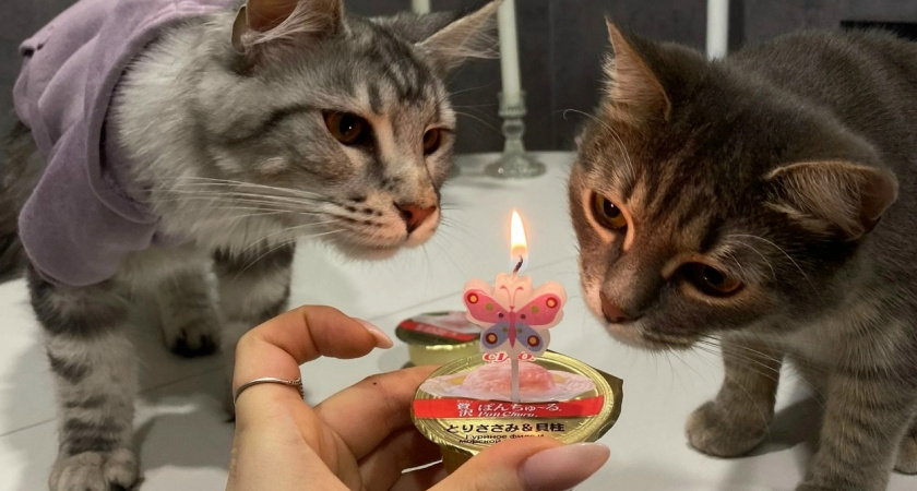 Средство для избавления от запаха кошачьей мочи