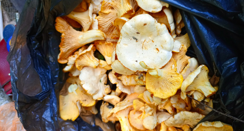 Осенние съедобные грибы, которые не принято собирать - а зря: самые вкусные и недооцененные деликатесы