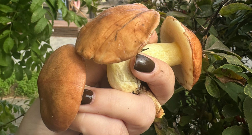 Прибыльная "тихая охота": зашел в лес с корзинкой, а вышел богачом - названы грибы, которые в Европе считаются редчайшим деликатесом