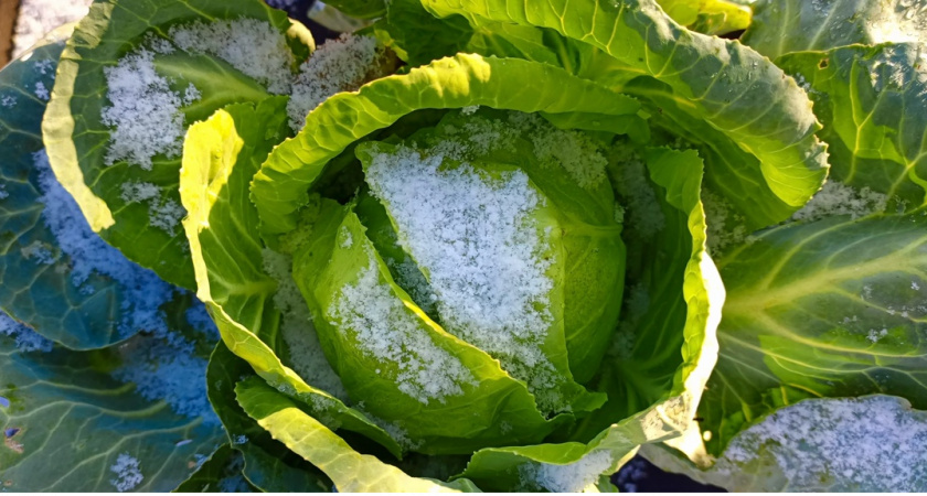 Капустная подкормка на осень для большего урожая