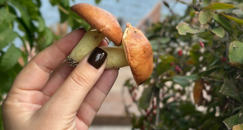 Особенности обработки грибов - чего делать не рекомендуется