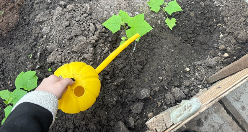 Средство для избавления от фитофторы в почве