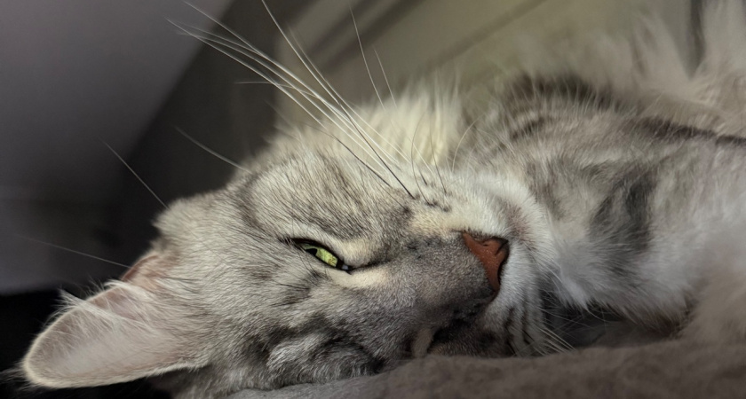 Какие признаки выдают скрытую болезнь у кота