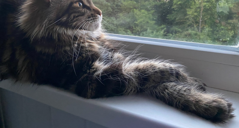 Как кошки формируют "иерархию" в семье, в которой живут