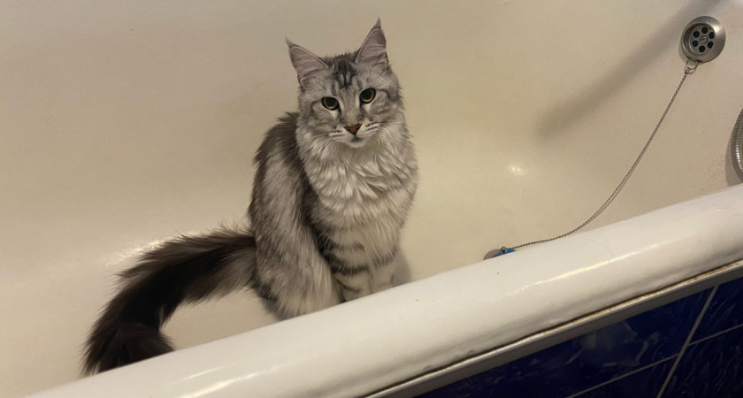 Лайфхак для избавления от запаха кошачьей мочи