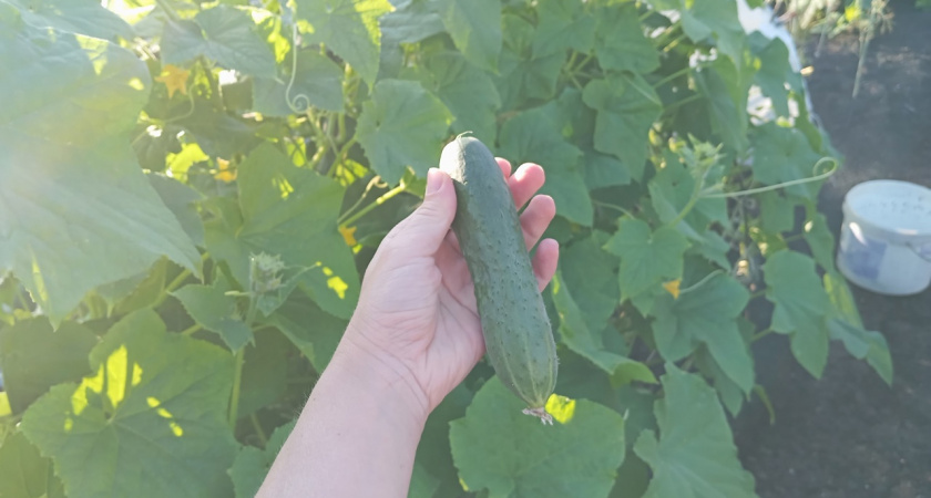 Подкормка для хорошего урожая и ровного роста огурцов