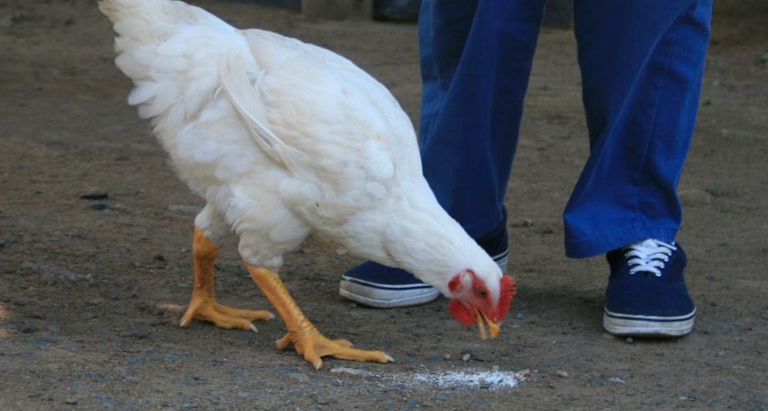 Почему США в 1990-е годы экспортировали в Россию только окорочка, но никак не другие куриные части