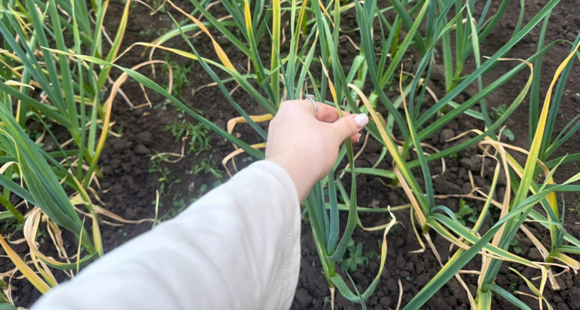 На какие грядки не следует высаживать озимый чеснок