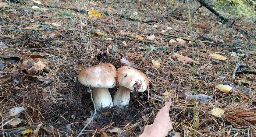 Обзор на гриб валуй