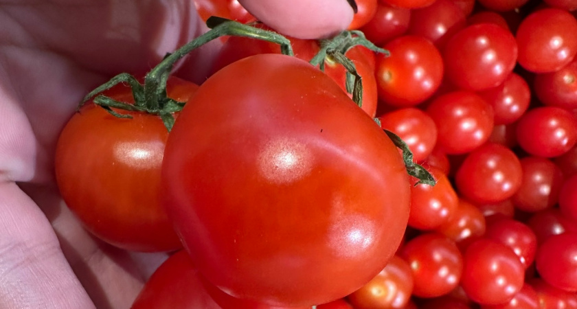Простой способ посадки помидоров без лишних трудозатрат