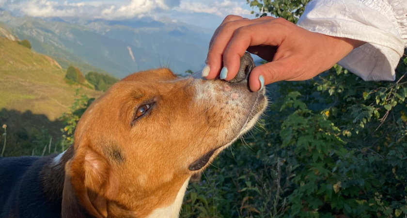 Породы собак, наиболее подверженные заболеваниям 