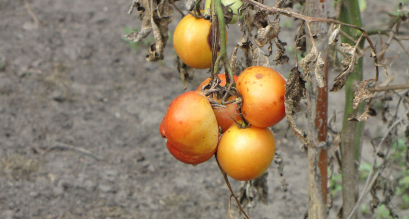 Сорта томатов, показавшие невзрачные результаты на практике