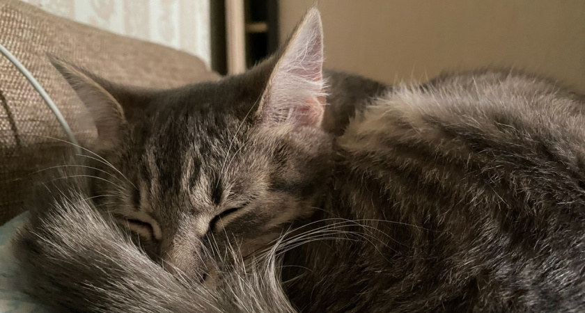 Кошачьи позы для сна: объяснение значения той или иной из них