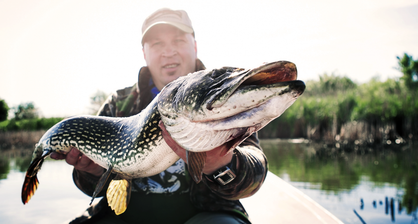Особенности ловли щуки в сентябре - советы от опытного рыболова
