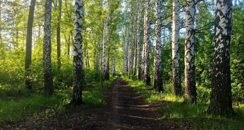 Житель Шарлыка попался на вырубке березы 