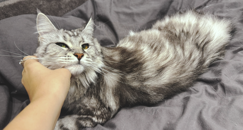 Почему кошки часто занимают хозяйское место на стуле или кровати