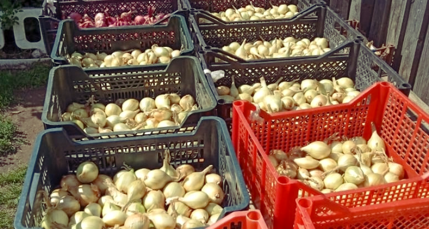 Советы по посадке и уходу за озимым луком для повышения урожайности и стойкости культуры