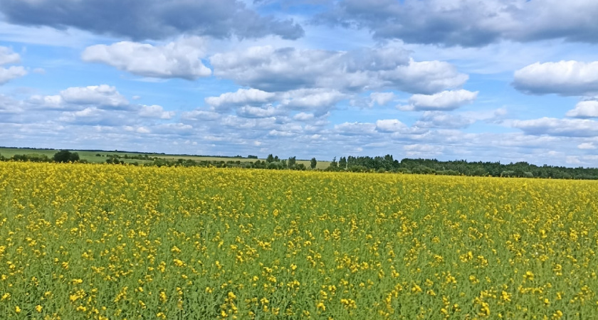 Оренбургские аграрии собирают урожай подсолнечника и зерна