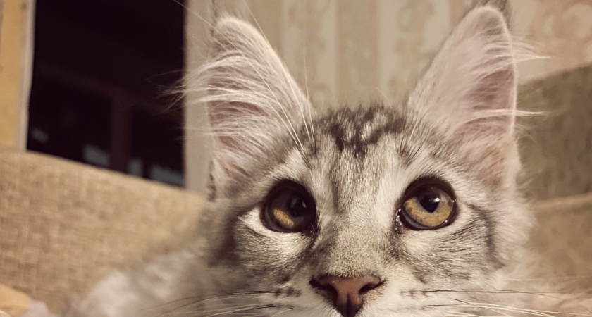 Какие признаки выдают боль, что мучает кошку