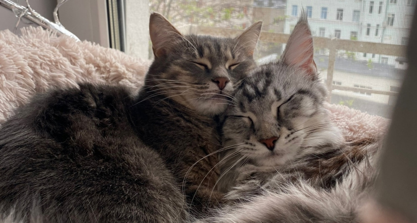 Что, по результатам исследования ученых, кошки видят во сне