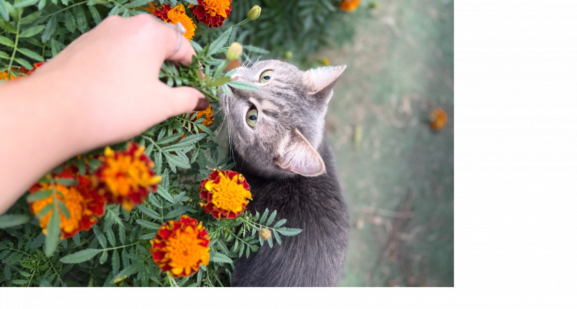 Удобрение из отцветших осенью бархатцев для грядущей весны