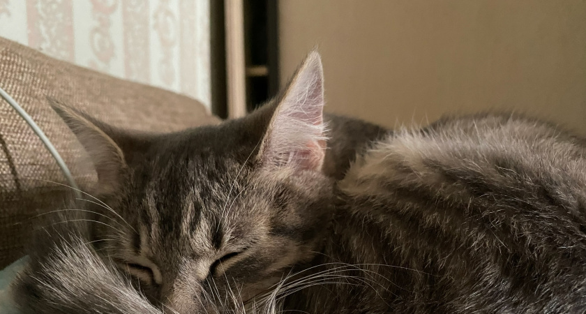 Причины, побуждающие кошку спать на своем хозяине