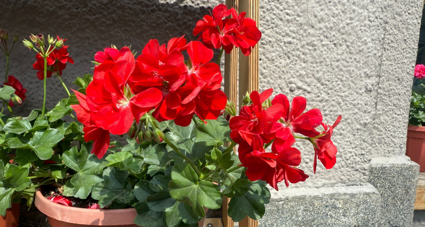 Действенный способ черенкового размножения герани