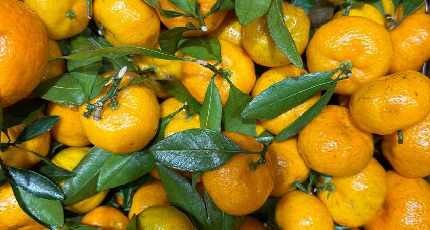 История о поездке в Абхазию: впечатления от страны и сбор мандаринов