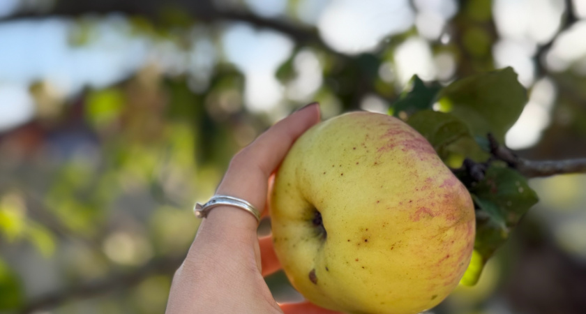 Как финны и шведы распоряжаются излишками своего урожая — мудрость и здравомыслие сплетаются воедино