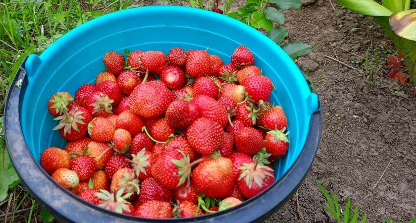 Методика удобрения клубники с применением сидератов и семян белой горчицы