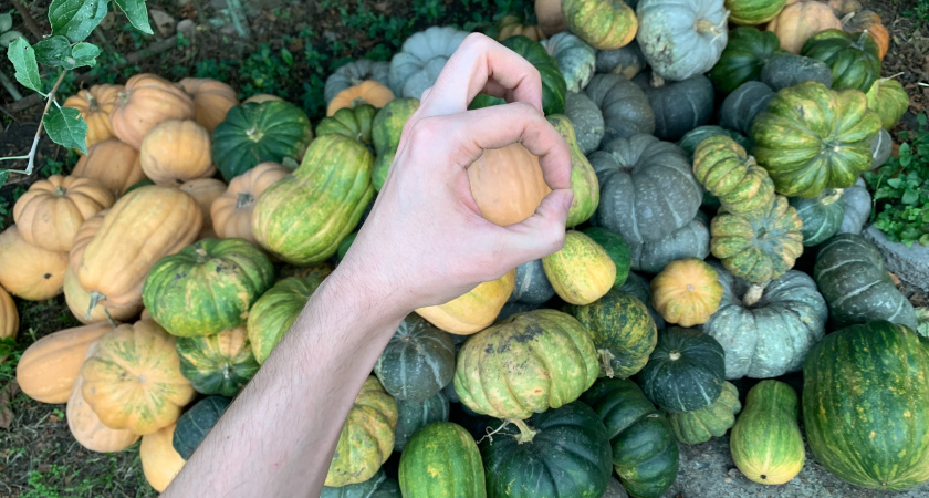 Три метода хранения тыквы, успешно доказавшие свою жизнеспособность