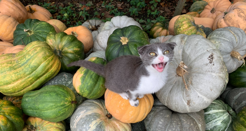 Каким образом кошки могут сообщать хозяевам о том, что они в беде, и необходимости оказать им помощь