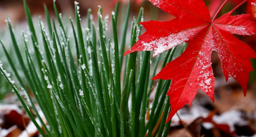 Как высаживать чеснок без нагрузки на поясницу
