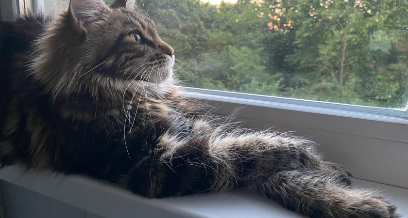 Кошачья иерархия в наложении на семью, в которой она проживает: какие роли нам выдают кошки и как