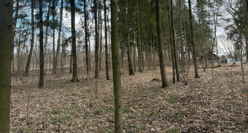 История про нахождения старинных золотых монет начала 19-20 века в чешском лесу, стоимость которых оценивается в сумму 30 миллионов рублей