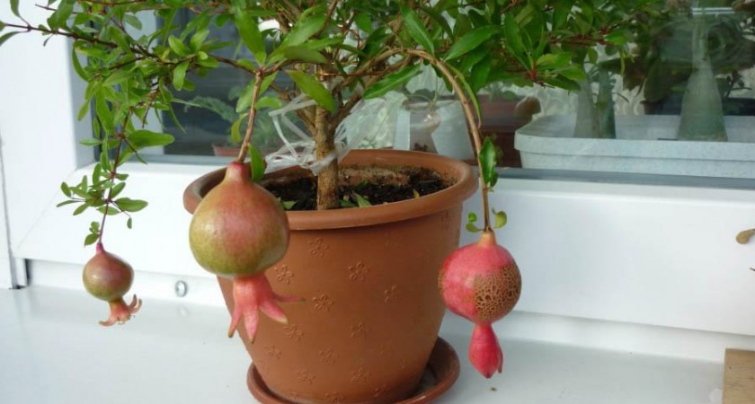 История о покупке гранатового плода в магазине и его рост за полтора месяца