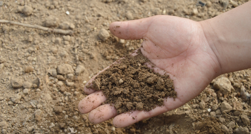 Использование соды в качестве удобрения для почвы