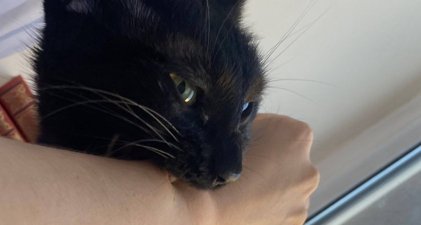 В селе под Оренбургом объявили карантин из-за бешенства