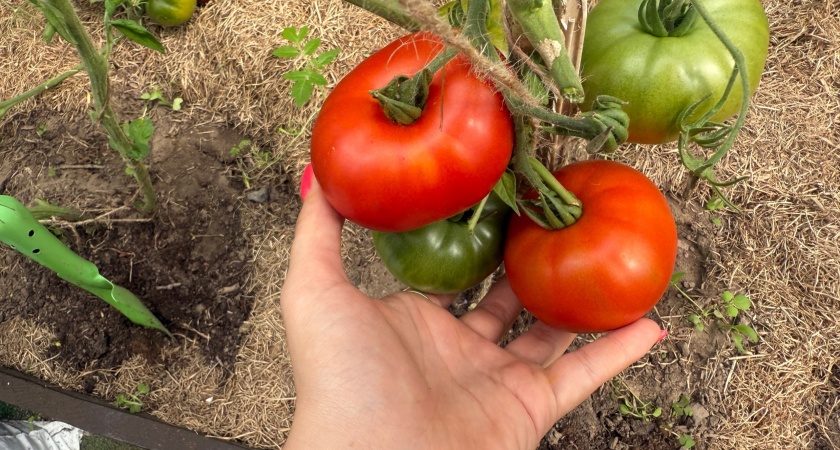 Обзор на сорт помидора «Атомный виноград Брэда»